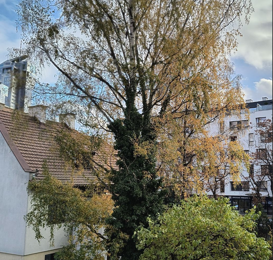 żeromskiego widok